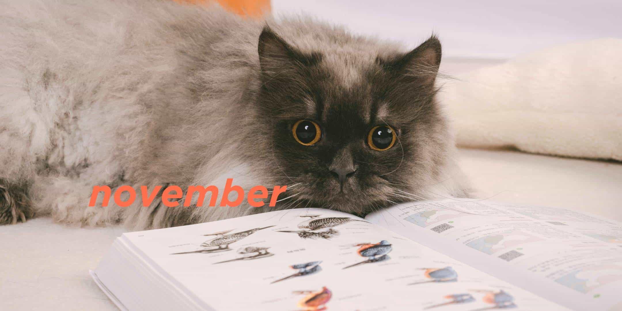 November 2024 Translation News Roundup