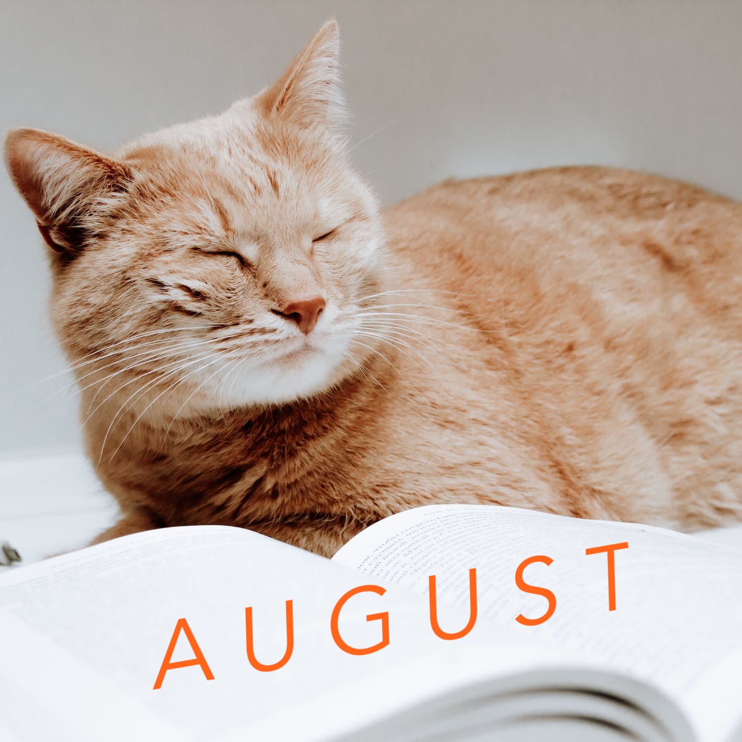 August 2024 Translation News Roundup