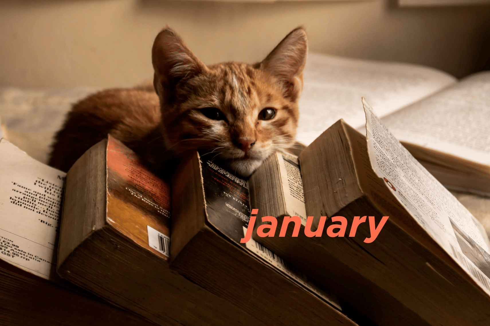 January 2025 Translation News Roundup