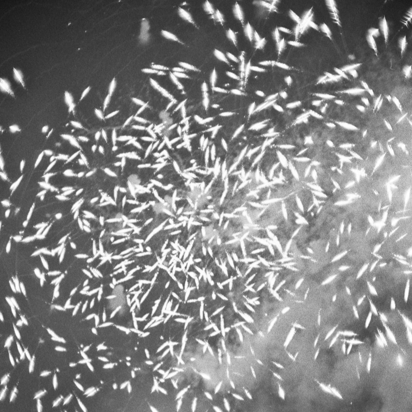 Celebrating Indie Presses 2023