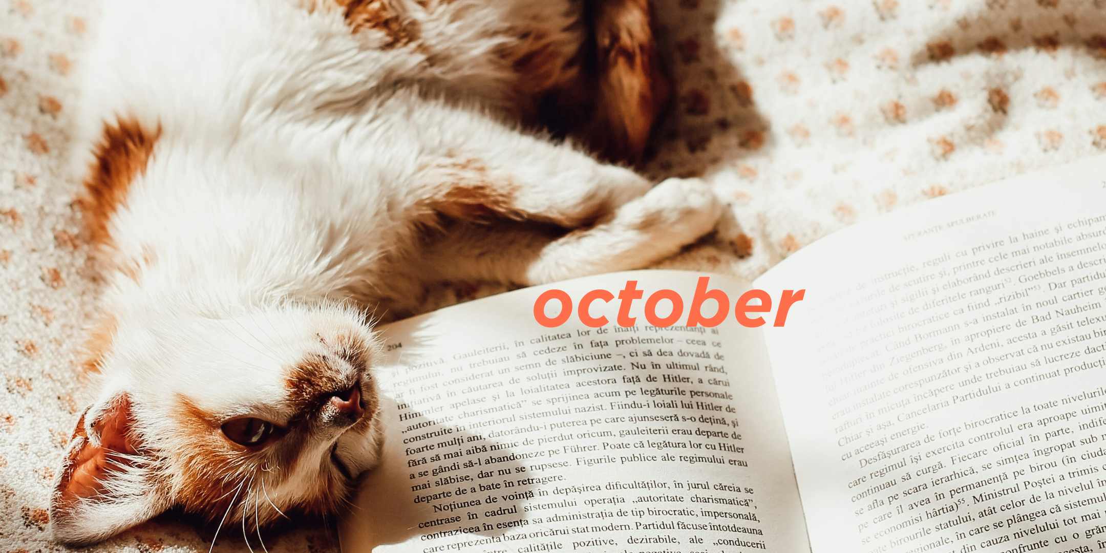 October 2024 Translation News Roundup