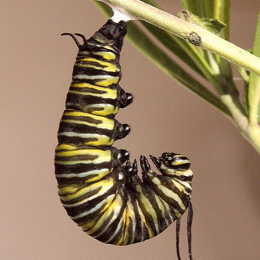 On Being an “Emerging” Translator