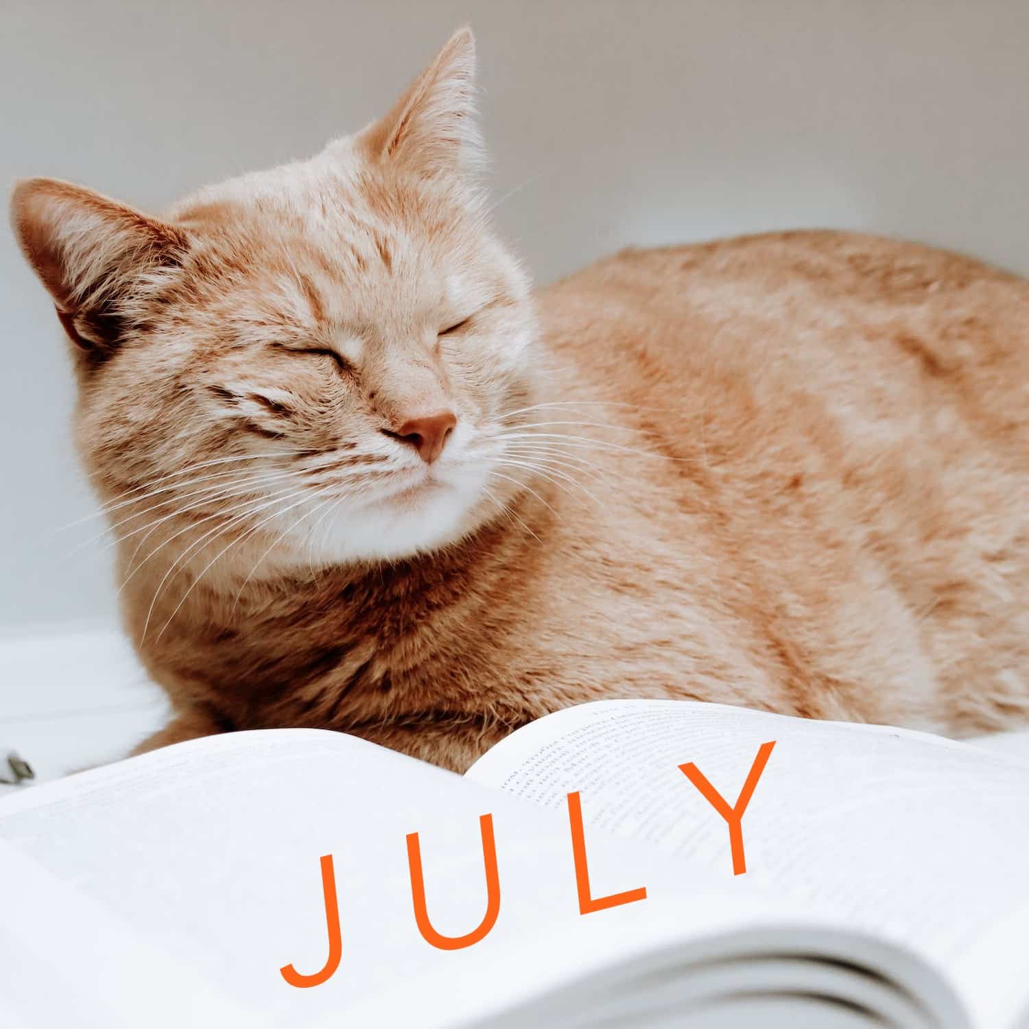 July 2024—Translation News Roundup